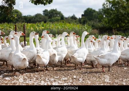 Gänse auf einem Bauernhof in Warwickshire, Großbritannien. Sie werden für den Weihnachtsmarkt aufgezogen. Stockfoto