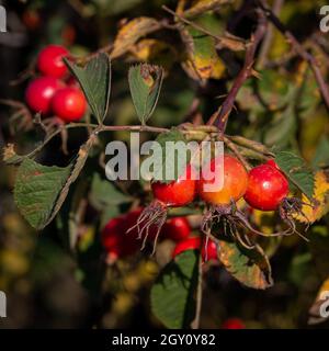 Große rote, saftige Vitaminrosenhüften auf einem Dornbusch Stockfoto