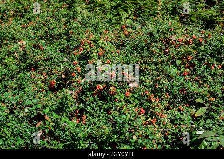 Kleine rote Früchte oder Beeren von Pyramicantha Pflanze, auch bekannt als firethorn in einem Garten in einem sonnigen Herbsttag, schöne Outdoor-Blumen Hintergrund Foto Stockfoto