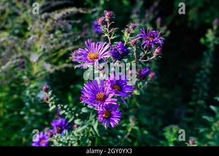 Viele kleine lebendige blaue Blüten der Aster Amellus Pflanze, bekannt als die Europäische Michaelmas Gänseblümchen, in einem Garten an einem sonnigen Herbsttag, schöne Outdoor-Flo Stockfoto