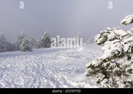 Pinien Berge. Fabelhafte magische Winterlandschaft. Ein Spaziergang an den Hängen der Berge bei Schneefall. Unglaublich tolle Landschaft. Die Konz Stockfoto