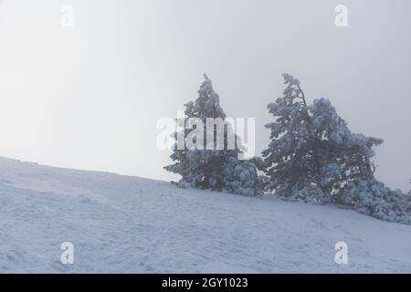 Pinien Berge. Fabelhafte magische Winterlandschaft. Ein Spaziergang an den Hängen der Berge bei Schneefall. Unglaublich tolle Landschaft. Die Konz Stockfoto