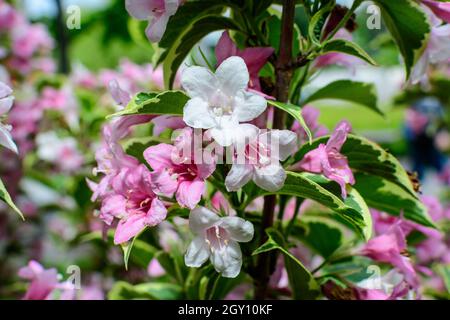 Nahaufnahme der lebhaften rosa und weißen Weigela florida Pflanze mit Blumen in voller Blüte in einem Garten an einem sonnigen Frühlingstag, schöne Outdoor-Blumen Backgrou Stockfoto