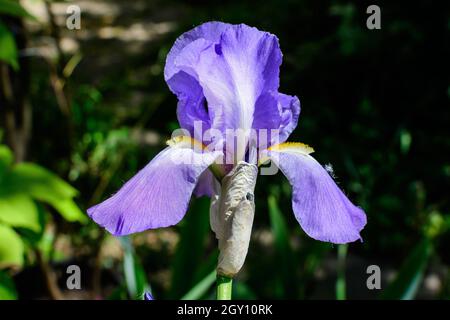 Nahaufnahme von zwei blauen Irisblüten auf Grün, in einem sonnigen Frühlingsgarten, schöner Blumenhintergrund im Freien mit weichem Fokus fotografiert Stockfoto