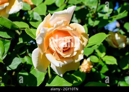 Nahaufnahme einer großen, hellorangen Rose in voller Blüte in einem Sommergarten, bei direkter Sonneneinstrahlung, mit verschwommenen grünen Blättern im Hintergrund Stockfoto