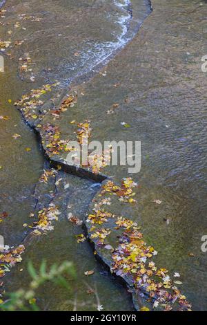 Wasser fließt über flache Felsen mit einem Haufen orangefarbener, roter und gelber Herbstblätter Stockfoto