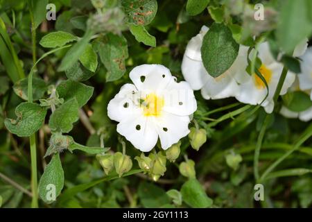 Salvia Cistus - kleine grüne Grasshopper Schäden an Cistus salviifolius Rosenblüten auf Pollen Stockfoto