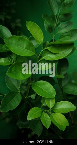 Lindenbaum Lindenblätter, Lindenblätter, grüne Blätter, Lindenblätter auf dem Baum Stockfoto