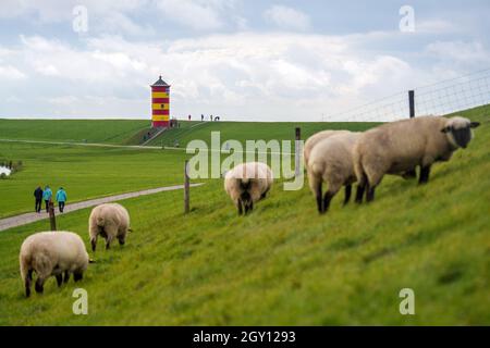 06. Oktober 2021, Niedersachsen, Krummhörn: Schafe weiden auf dem Deich vor dem Leuchtturm Pilsum. Foto: Sina Schuldt/dpa Stockfoto