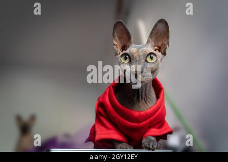 sphynx Katze im roten Mantel , schaut auf die Kamera. Vorderansicht Stockfoto