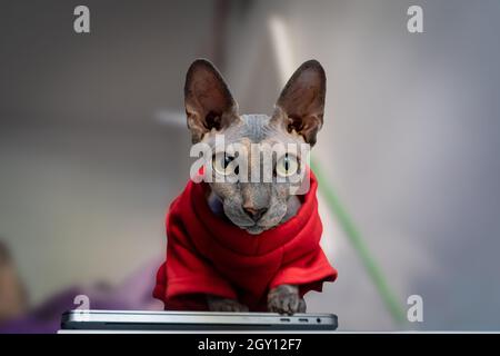 sphynx Katze im roten Mantel , schaut auf die Kamera. Vorderansicht Stockfoto