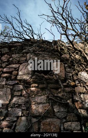 Wand von verlassenen Steinhaus von trockenen Ästen und blauen Himmel bedeckt, Katalonien, Spanien Stockfoto