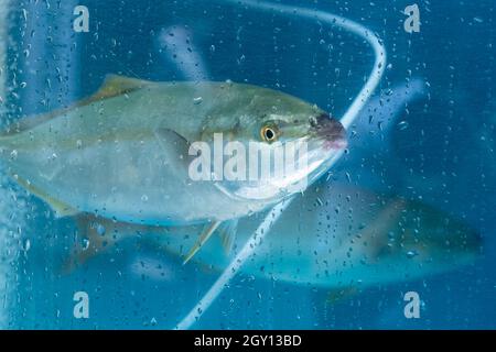 Ein Wasserbehälter, in dem lebender Fisch in einem Sushi-Restaurant gespeichert wird Stockfoto