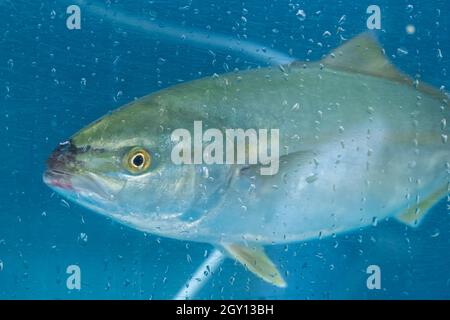 Ein Wasserbehälter, in dem lebender Fisch in einem Sushi-Restaurant gespeichert wird Stockfoto
