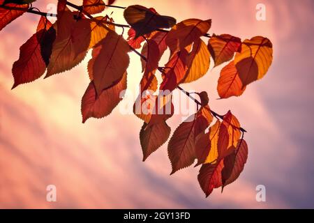 Hinterleuchtete rote Herbstblätter auf einem Ast, rosa Sonnenuntergang Himmel Hintergrund Stockfoto