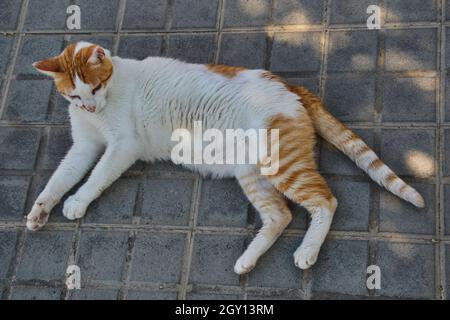 Niedliche Katze liegt auf dem Boden Stockfoto