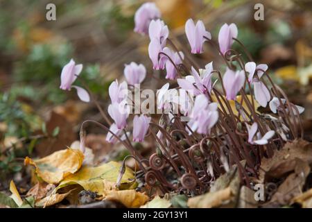 London, Großbritannien, 13. September 2021: Blassrosa Cyclamen blüht in einem Herbstgarten zwischen heruntergefallenen Birkenblättern (Cyclamen hederifolium). Anna Watson/Alamy Stockfoto