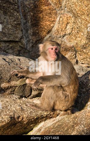 Pavian aus dem Berliner Zoo. Entspannte Tiere, die man stundenlang beobachten kann Stockfoto