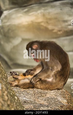 Pavian aus dem Berliner Zoo. Entspannte Tiere, die man stundenlang beobachten kann Stockfoto