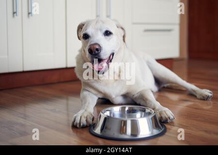 Glücklicher Hund wartet auf Fütterung. Der alte labrador Retriever liegt in der Nähe einer leeren Schüssel in der heimischen Küche. Stockfoto