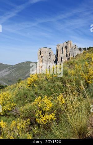 Landschaft mit blühender spanischer Besen, Spartium junceum, vor der Cadières de Brandis Felsformation Verdon Gorge Provence France Stockfoto