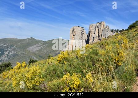 Landschaft mit blühender spanischer Besen, Spartium junceum, vor der Cadières de Brandis Felsformation Verdon Gorge Provence France Stockfoto