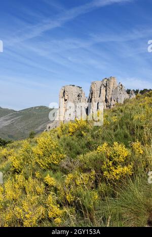 Landschaft mit blühender spanischer Besen, Spartium junceum, vor der Cadières de Brandis Felsformation Verdon Gorge Provence France Stockfoto