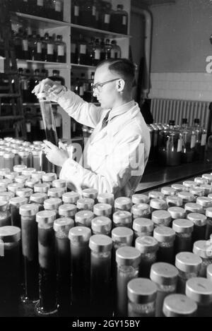 Ein Laborant untersucht abgefüllte Medikamentenproben in Arbeit der Behringwerke, Marburg, Deutschland 1930er Jahre. Eine Lab Assistant controlling Flasche Medizin Proben in ein Labor der Behringwerke, Marburg, Deutschland 1930. Stockfoto