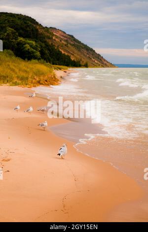 Weiße Möwen säumen die Küste eines Sandstrandes und beobachten die Wellen mit einem Berg im Hintergrund Stockfoto