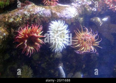 Nahaufnahme von Seeanemonen unter Wasser Stockfoto