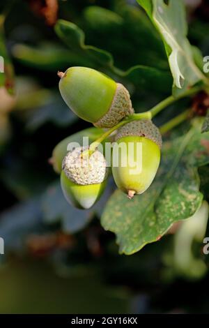 Eicheln und Tassen. Früchte der englischen Eiche (Quercus robur). Nahaufnahme. Identifikation. Stockfoto