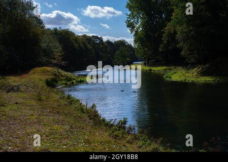 Blick auf einen Fluss in den Wäldern des Wasserleidingduinen (Heemstede Zandvoort Vogelenzang Aerdenhout) Noord-Holland - Niederlande Stockfoto