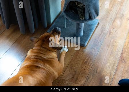 Ein brauner Stafford (staffordshire Terrier) und eine grau gestreifte Katze, die zu Hause (drinnen) am Welttiertag spielt Stockfoto