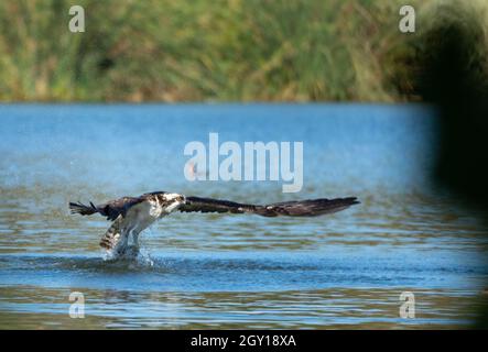 Ein Fischadler (Pandion haliaetus) fängt einen Fisch in Woodley Creek im Sepulveda Basin Wildlife Reserve in Woodley, Kalifornien, USA Stockfoto