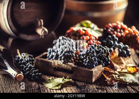 Nur reife Trauben, die lose in eine Holzkiste gelegt werden, im Hintergrund ein Weinfass und eine Flasche Rotwein. Stockfoto