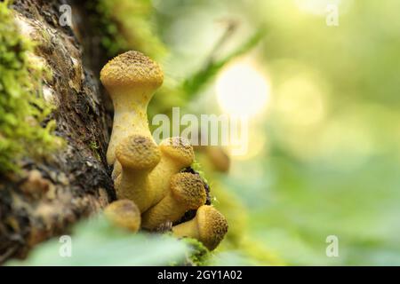Pilze wachsen auf einem Baumstamm mit Waldhintergrund Stockfoto