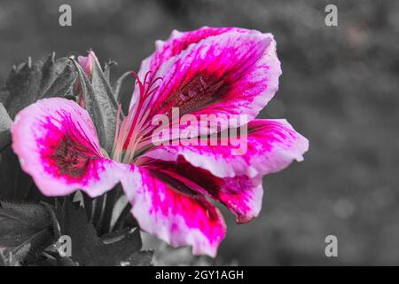 Geranien in einer Farbe dargestellt. Blüten in rot, lila und rosa, der Rest war entsättigt Stockfoto