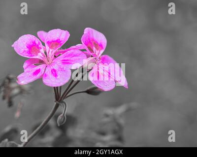 Geranien in einer Farbe dargestellt. Blüten in rot, lila und rosa, der Rest war entsättigt Stockfoto