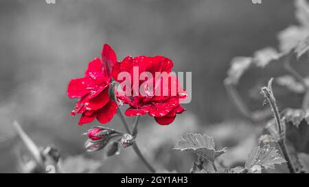 Geranien in einer Farbe dargestellt. Blüten in rot, lila und rosa, der Rest war entsättigt Stockfoto