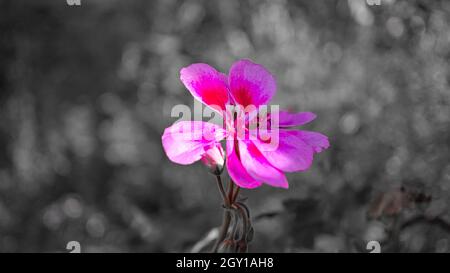 Geranien in einer Farbe dargestellt. Blüten in rot, lila und rosa, der Rest war entsättigt Stockfoto