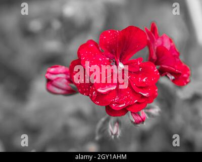 Geranien in einer Farbe dargestellt. Blüten in rot, lila und rosa, der Rest war entsättigt Stockfoto