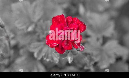 Geranien in einer Farbe dargestellt. Blüten in rot, lila und rosa, der Rest war entsättigt Stockfoto