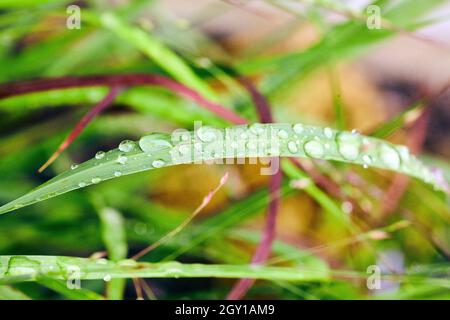 Grüne und rote Grashalme, die mit Wassertropfen überzogen sind Stockfoto