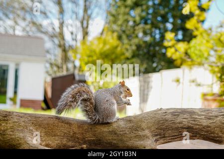 Seitenansicht des wilden, britischen Grauhörnchens (Sciurus carolinensis), isoliert auf Baumstamm in einer städtischen Gartenanlage; auch bekannt als das östliche Grauhörnchen. Stockfoto