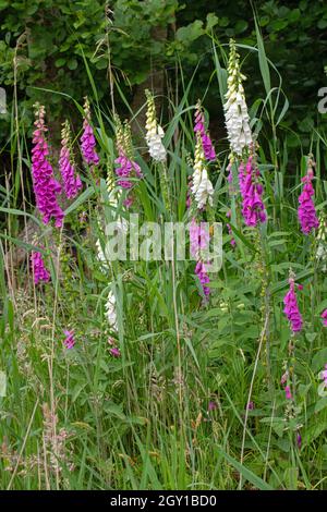 Füchshandschuhe (Digitalis purpurea). In Blüte. Gruppiert. Garten, Waldrand. Norfolk, großbritannien. Stockfoto