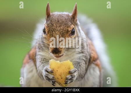 Graues Eichhörnchen, auch Ostgraues Eichhörnchen (Sciurus carolinensis) kauen auf einem Stück Apfel, Nahaufnahme, Vereinigtes Königreich Stockfoto