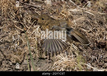 Robin (jugendlich) kühlt sich in der heißen Sonne ab Stockfoto