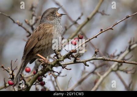 Dunnock in vollem Lied Stockfoto