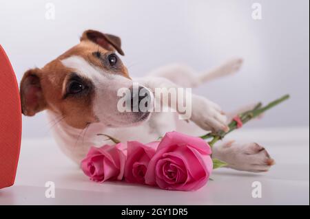 Ein süßer Hund liegt neben einer herzförmigen Schachtel und hält einen Strauß rosa Rosen auf weißem Grund. Geschenk zum Valentinstag Stockfoto