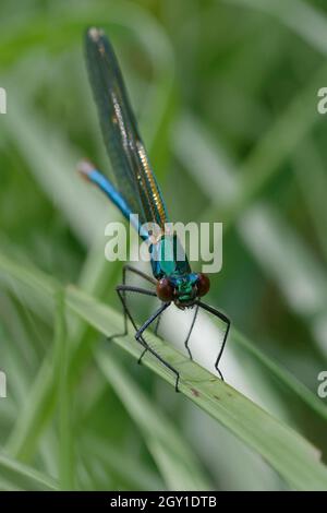 Weibliche westliche demoiselle oder gelbschwanzdemoiselle (Calopteryx-Xanthostom) Stockfoto